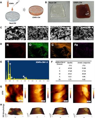 Endowing improved osteogenic activities with collagen membrane by incorporating biocompatible iron oxide nanoparticles